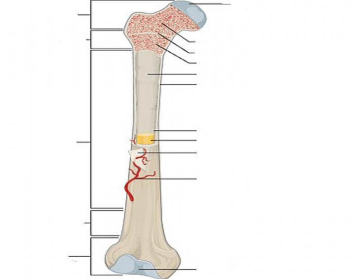 Inside The bone structure. Quiz
