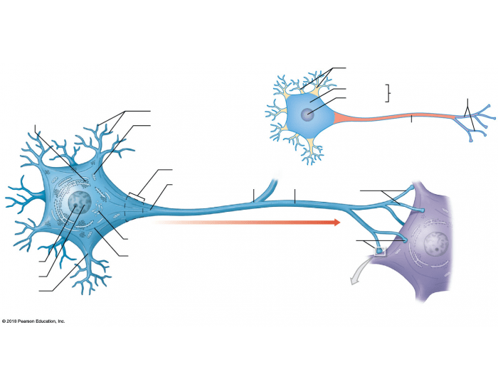 Multipolar Neuron Without Labels Multipolar Neuron Unlabeled