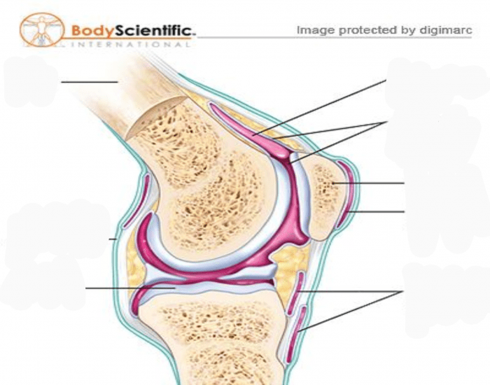 Joint Labeling Knee Joint Labeling Quiz
