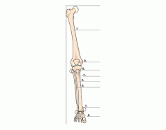 Leg Bones