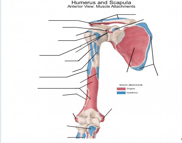 Api Humear2 API: Upper: Humerus&Scapula Muscle attachment (A) Quiz