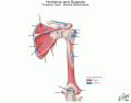 API: Upper: Humerus&Scapula Muscle attachment (P)