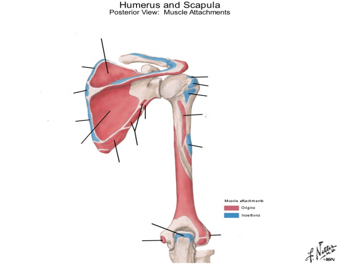 Api Humear2 API: Upper: Humerus&Scapula Muscle attachment (P) Quiz