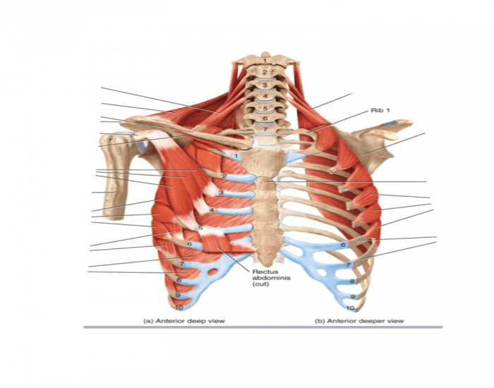 Muscles that move the Pectoral Girdle Diagram