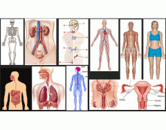 Human Body Systems 