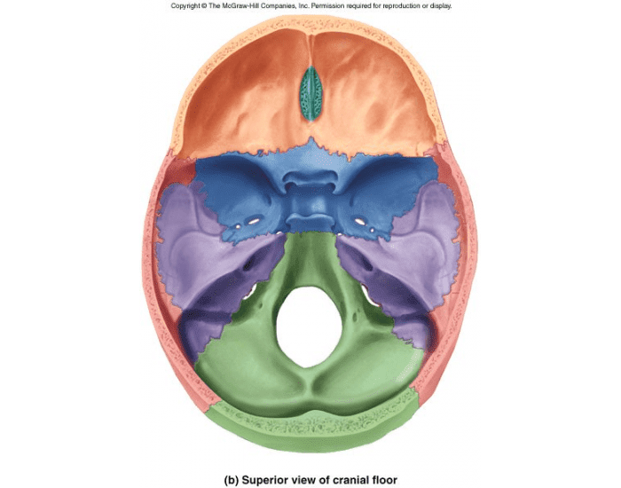 WHS Bones of the Skull (Superior, interior) Quiz