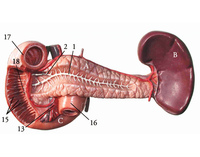 anterior duodenum, pancreas, spleen model Quiz