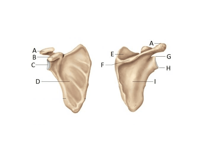 Scapula Labels Printable Worksheet