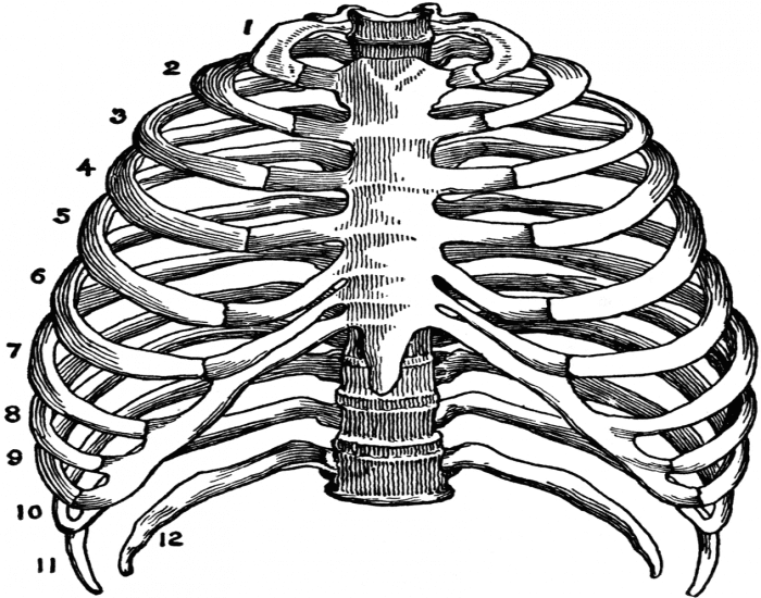 Thorax Based Label Thorax labels Quiz