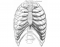 Ribs and Sternum Anatomy