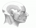 Head and Neck Muscles (Science Olympiad list)
