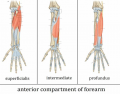 Anatomy of the anterior compartment of the forearm
