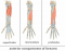 Anatomy of the anterior compartment of the forearm