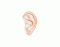 Outer Ear (Pinna) Anatomy