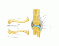 Clavicle / Synovial Joint