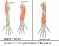 Muscles of the posterior compartment of the forearm