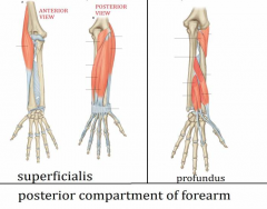 Muscles of the posterior compartment of the forearm