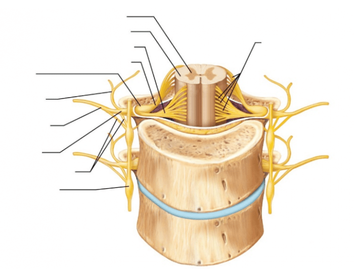 Spinal Nerves and Rami Distribution Quiz