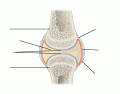 Synovial Joint Structure