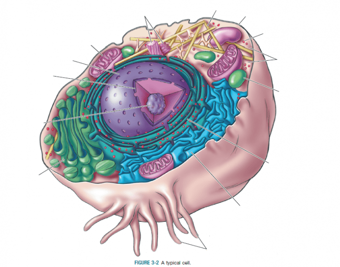 One Typical Cell Example Typical cell Quiz