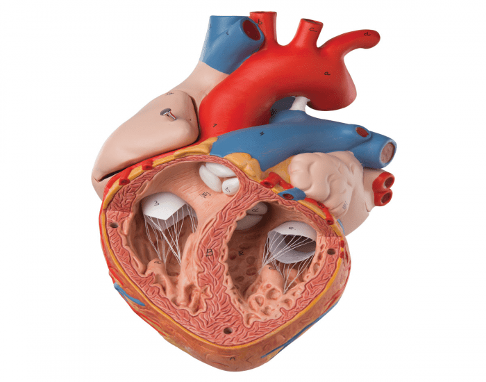 Heart Lab Model Labeled Real Label the heart lab model — Printable Worksheet