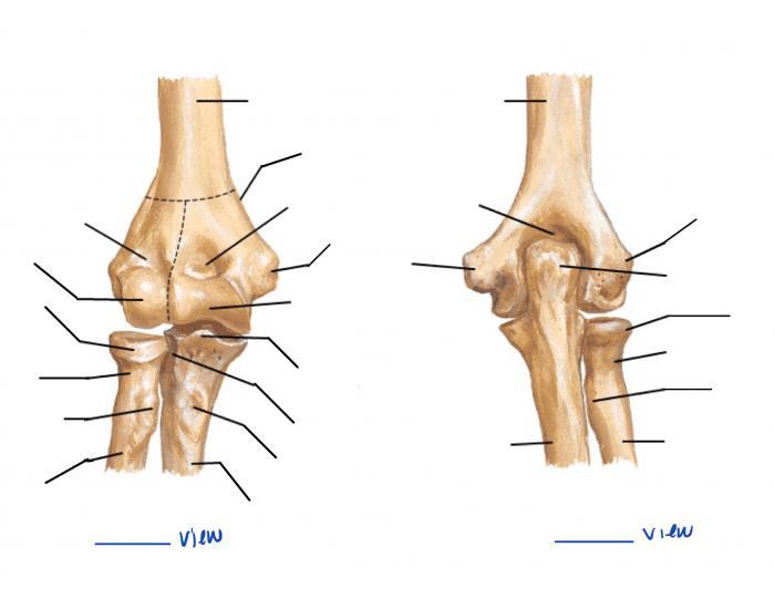 Api Bone API: Upper: Bones of Elbow (Right Elbow) Quiz