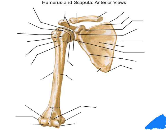 Api Humear2 API: Upper: Humerus and Scapula Bones — Printable Worksheet