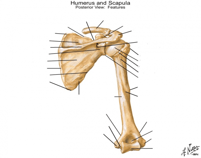 humerus posterior view