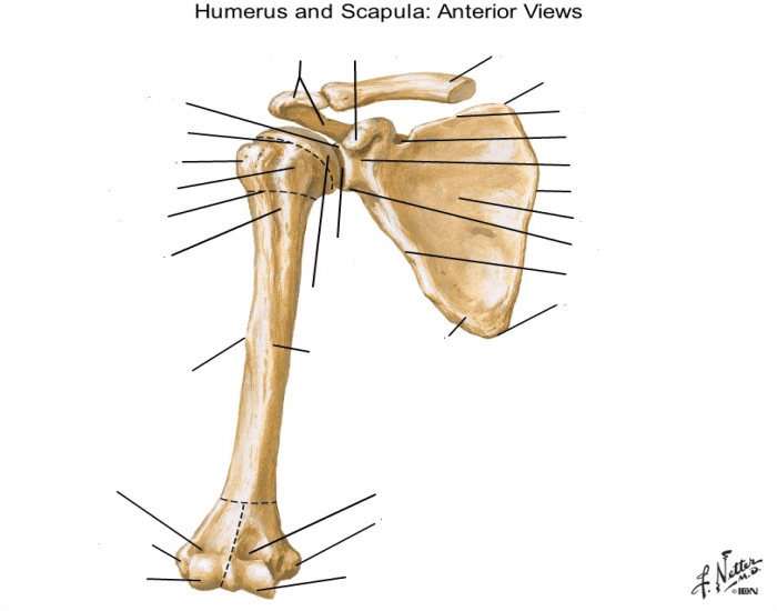 humerus anterior view