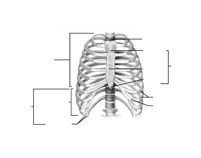 Rib cage - anterior view — Printable Worksheet