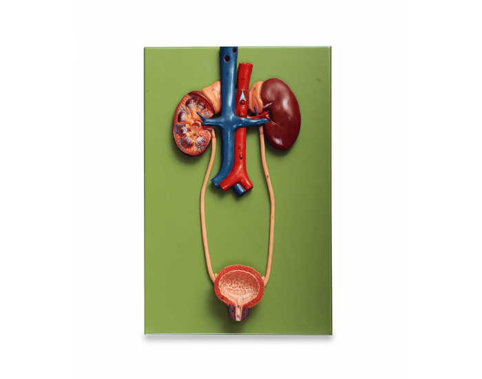 Lab Model Urinary Urinary system lab model 1 Quiz