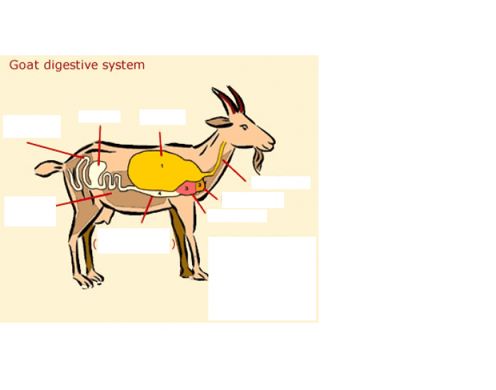 Digestive System In Goats Goat Digestive System - Rumen Quiz