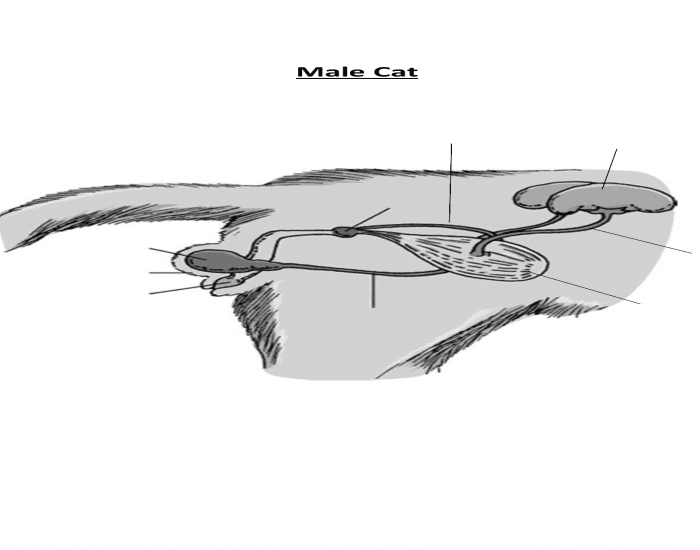 Make cat reproductive system Quiz