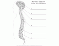 CNS: Brain and Spinal cord
