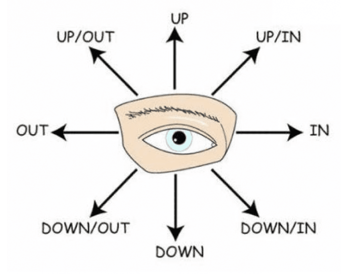 Cardinal Directions of Eye Movement (Muscles) Quiz