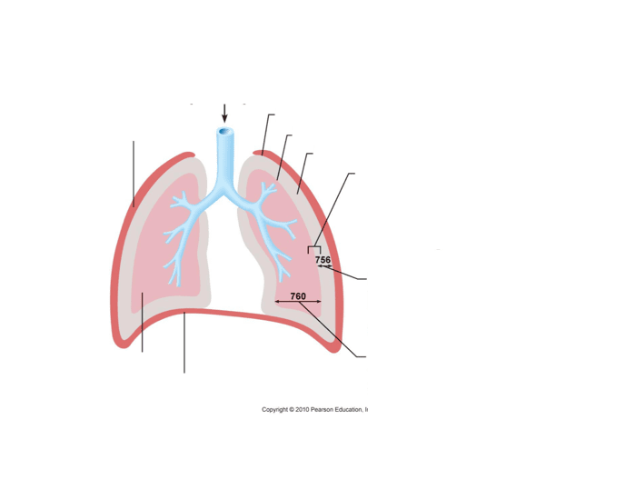Structure of the thoracic cavity Quiz Biology Diagrams
