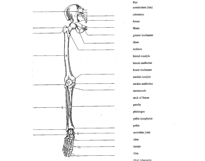 Bones of the pelvic girdle and the lower limb Quiz