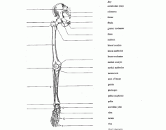 Bones of the pelvic girdle and the lower limb