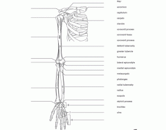 Bones of the Pectoral Girdle and Upper Limb