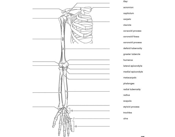Bones Quizzes