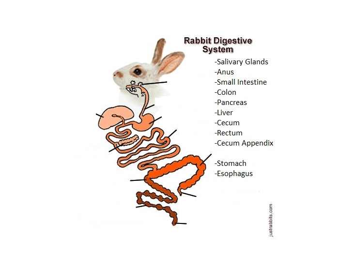 Rabbit Digestion Anatomy and Physiology Quiz