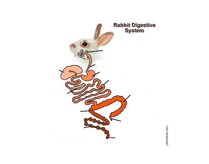 Rabbit digestion Quiz