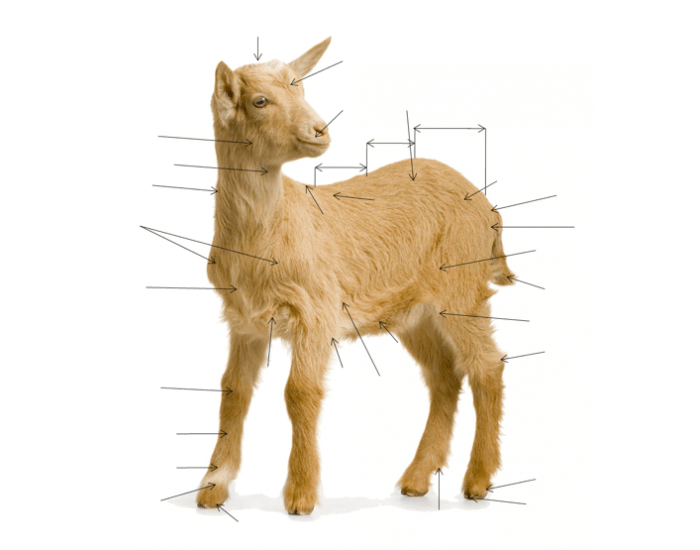 External Goat Goat External Anatomy Quiz