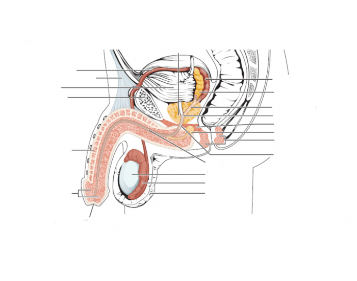 Male Reproductive System Quiz