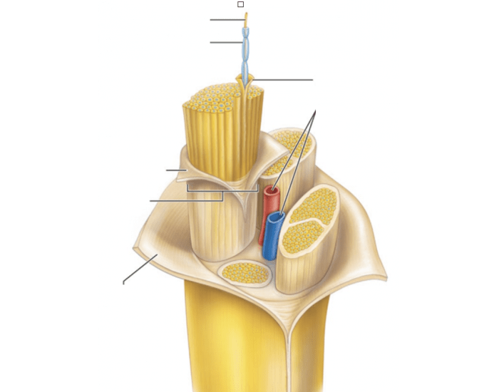 What Is Anatomy Short Answer What Is Anatomy Short Answer