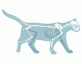 Feline Skeleton
