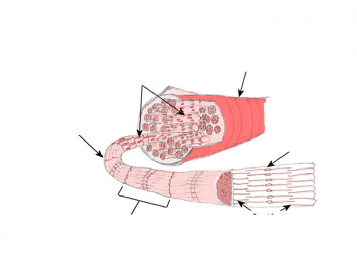 Basic sections of a muscle fiber Quiz Biology Diagrams