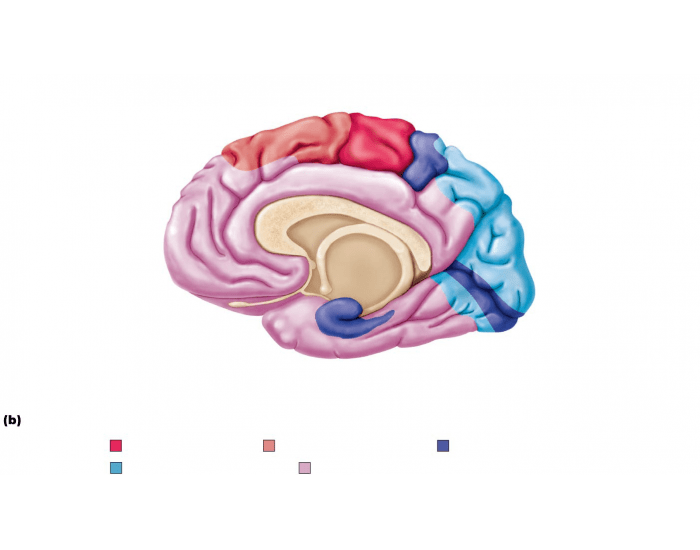 Cerebral Cortex Worksheet Function structures of cerebral cortex — Printable Worksheet