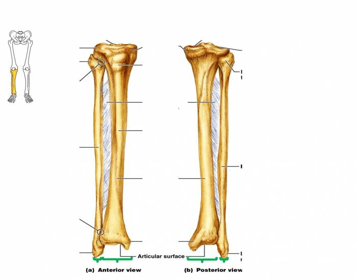 Unlabeled Tibia And Fibula