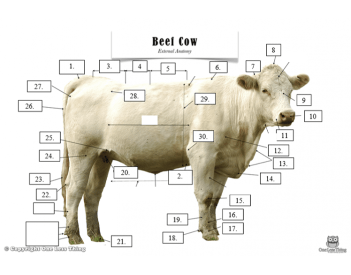 Cow Taphonomy Cow Anatomy Game Cow | Description, Heifer, & Facts | Britannica